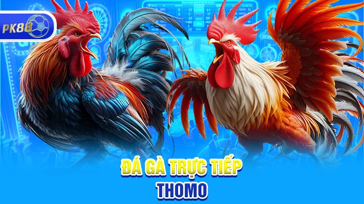 Những lý do nên chọn đá gà thomo